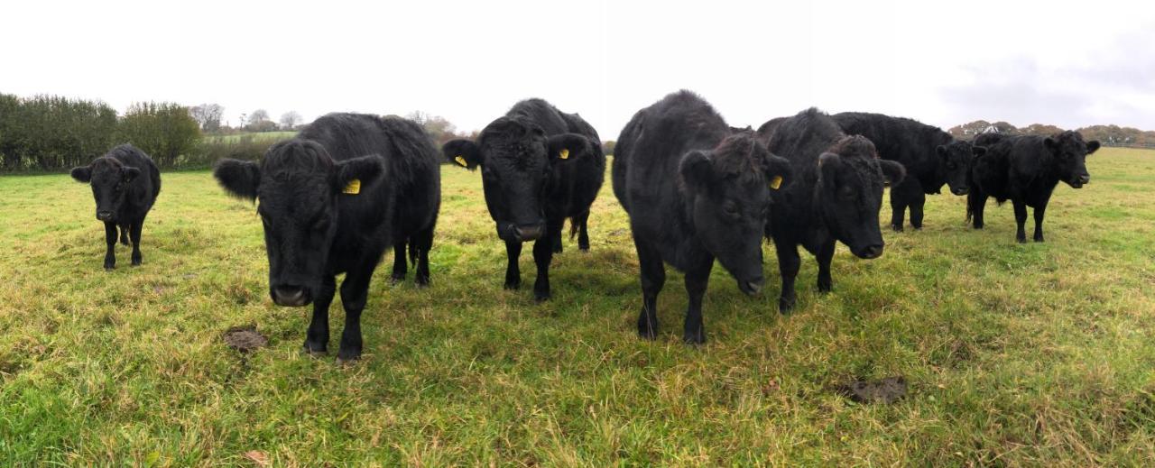 Higher Bockhampton Yellowham Farm, Dorchester المظهر الخارجي الصورة