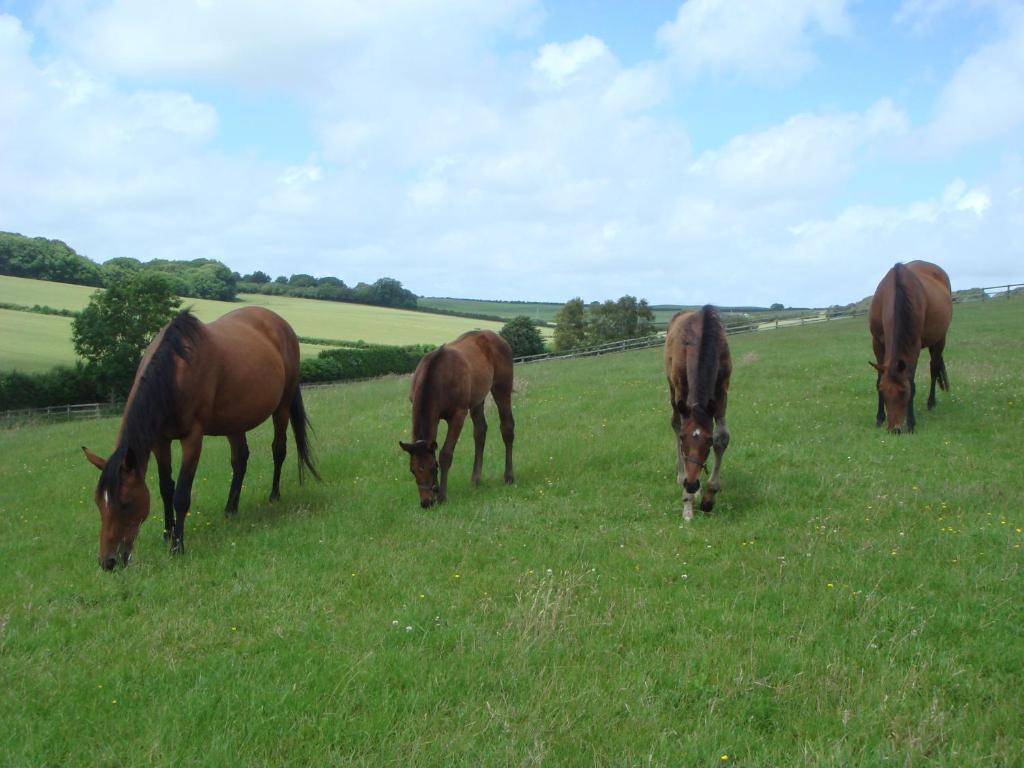 Higher Bockhampton Yellowham Farm, Dorchester المظهر الخارجي الصورة